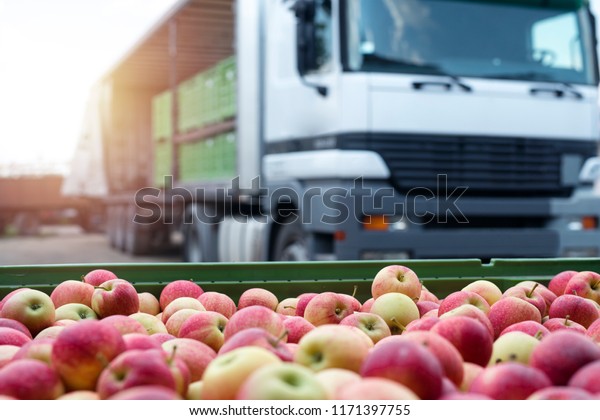 Fruit and food\
distribution. Truck loaded with containers full of apples ready to\
be shipped to the market.