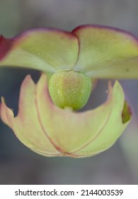 Fruit Forming On A Purple Pitcher Plant.