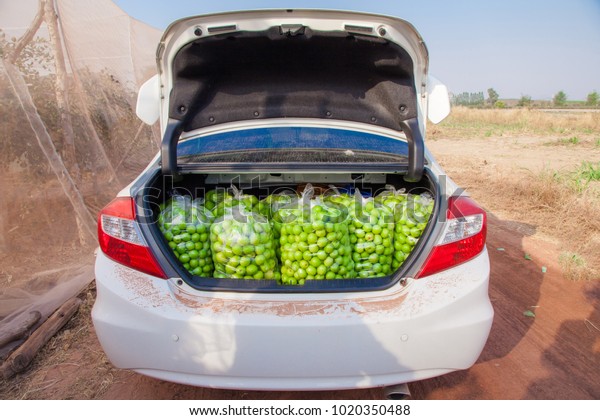 Fruit full-back pickup car\
trunk.Transporting fruit car crates with freshly Jujube fruits or\
monkey apple ( Ziziphus mauritiana ) After the collection of garden\
.