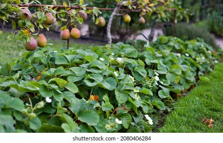 Fruit Garden With Strawberry Plants Under The Dwarf Apple And Pear Trees.