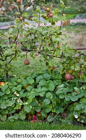 Fruit Garden With Strawberry Plants Under The Dwarf Apple And Pear Trees.