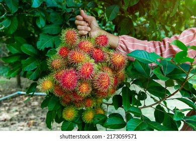 Fruit Gardeners In Thailand Collect Rambutan In The Garden