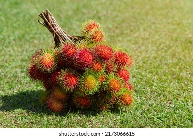 Fruit Gardeners In Thailand Collect Rambutan In The Garden