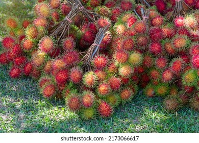 Fruit Gardeners In Thailand Collect Rambutan In The Garden