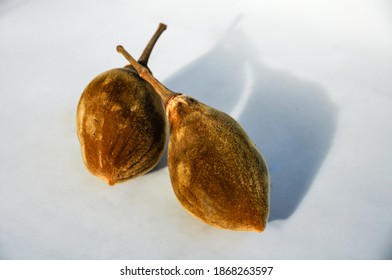 Fruit of the Grey Baobab (Adansonia madagascariensis) isolated in a white background