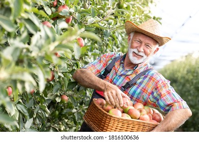 Fruit Grower Carrying Full Crate Of Apples In His Orchard