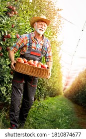 Fruit Grower, Sixty Years Old, Carrying Full Crate Of Apples In His Orchard