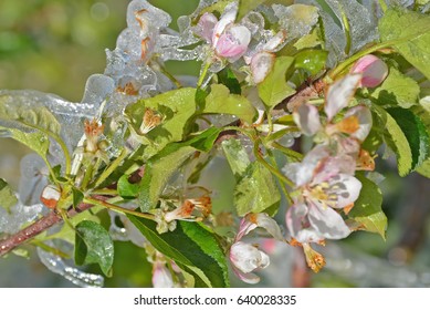 Fruit growers spray water over fruit trees in freezing conditions, to protect the fruit from ice damage