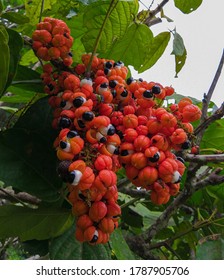 Fruit Of The Guarana Plant, In The Heart Of The Amazon Rainforest.