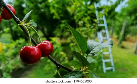 
Fruit Harvest In The Garden