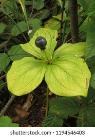 Fruit Of Herb Paris, Paris Quadrifolia,