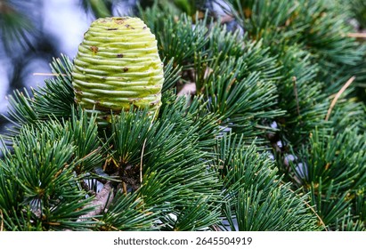A Fruit of Himalayan Cedar Tree