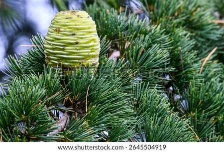 A Fruit of Himalayan Cedar Tree