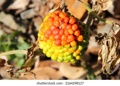 A fruit of "Jack in the pulpit (Arisaema serratum)". - Shutterstock ID 2164298127