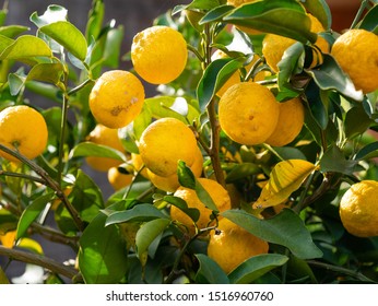 94,898 Citron At Images, Stock Photos & Vectors | Shutterstock