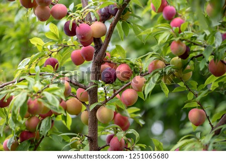 Fruit of a Japanese plum tree