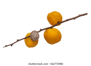 Fruit Japanese quince (Chaenomeles japonica)  isolated on  white background