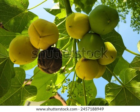 The fruit of the jatropha tree hangs