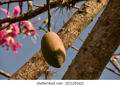 The Fruit Of The Kapok Tree