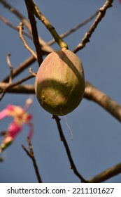 The Fruit Of The Kapok Tree