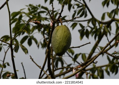 The Fruit Of The Kapok Tree