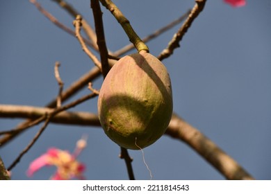 The Fruit Of The Kapok Tree