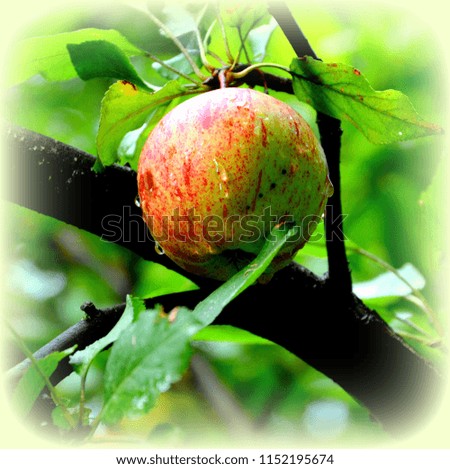 Similar – Image, Stock Photo Apple, ripe on the tree