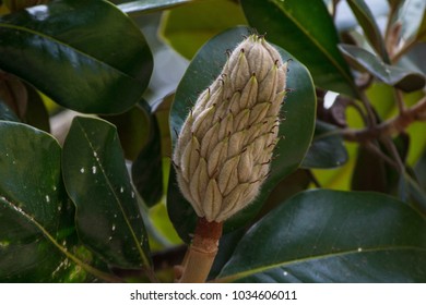 Fruit Of Magnolia Grandiflora, Southern Magnolia, Bull Bay