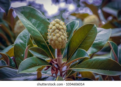 Fruit Of Magnolia Grandiflora, Southern Magnolia, Bull Bay