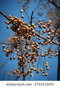 fruit of the Mindi tree or often known as the Chinaberry tree