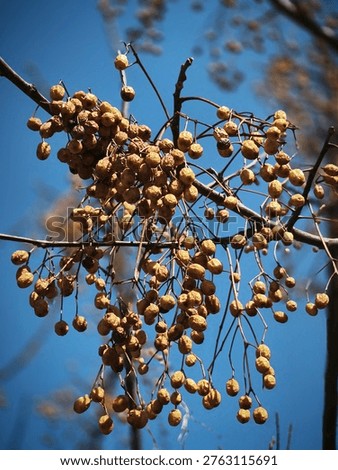 fruit of the Mindi tree or often known as the Chinaberry tree