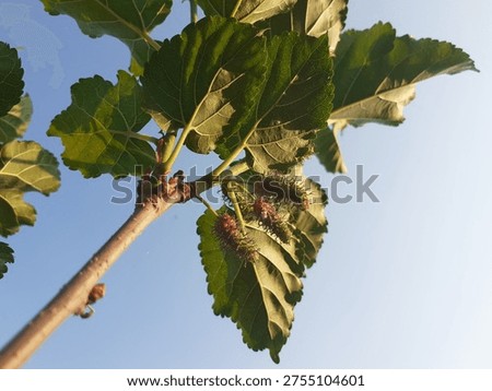 The fruit of the mulberry tree.