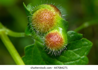 The Fruit (nut) Glechoma Hederacea (catnip, Dog Mint)