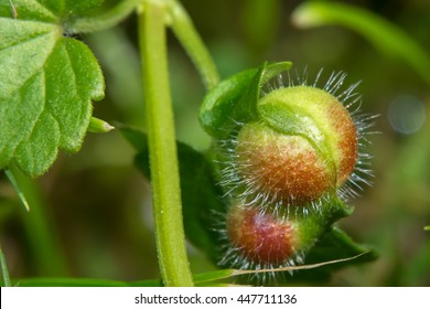 The Fruit (nut) Glechoma Hederacea (catnip, Dog Mint)