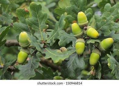 Fruit of an Oak tree - acorns