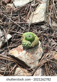 The Fruit Of An Oak Tree. This Is From Mongolian Oak.