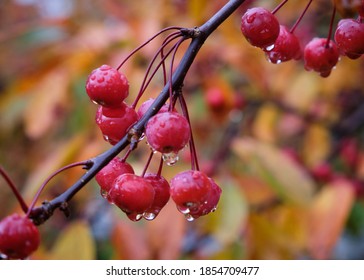Fruit on branch of a Profusion Crabapple tree with rain drops hanging from red fruit