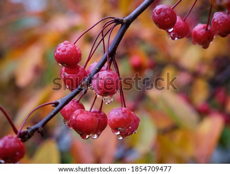 Fruit on branch of a Profusion Crabapple tree with rain drops hanging from red fruit