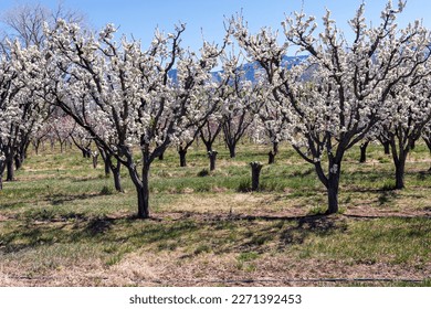 Fruit orchard in bloom on Orchard Mesa near the town of Palisade on a beautiful sunny day in April. - Shutterstock ID 2271392453