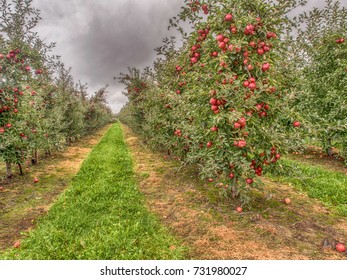 Fruit Orchard Plenty Number Big Red Stock Photo 731980027 | Shutterstock