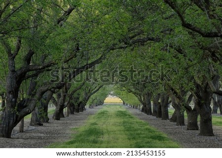 Fruit Orchard trees form tree tunnel. Winters, Yolo County, California, USA.