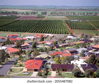 Fruit  Orchards Near The New South Wales Town Of Griffith.