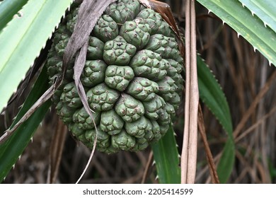 The Fruit Of Pandan. Pandanus Odorifer Is An Aromatic Monocot Species Of Plant In The Family Pandanaceae.