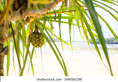 Fruit pandanus grows on a tree on the island of Bali in Indonesia. Pandanus tree, pandanus palm, Citrifolia fruit. - Powered by Shutterstock