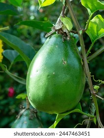 Fruit of Passiflora quadrangularis on a branch, the giant granadilla, barbadine (Trinidad), grenadine (Haiti), giant tumbo or badea. Jerico, Jericó, Antioquia, Colombia.