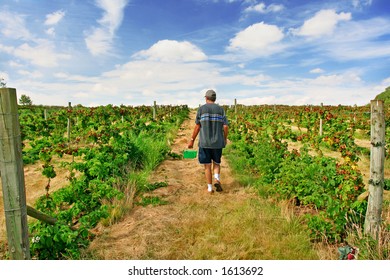 Fruit Picker - Powered by Shutterstock