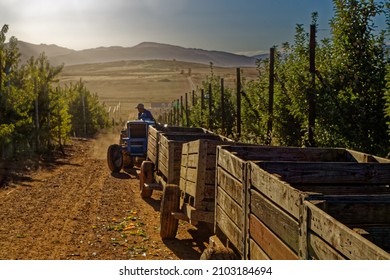 Fruit Picking Tractor And Trailers