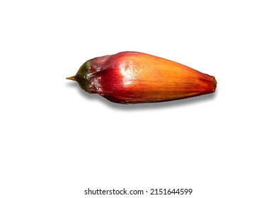 A Fruit Of The Paraná Pine Tree (Araucaria Angustifolia), Isolated On A White Background. 