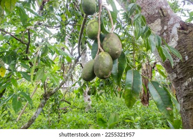 Fruit plants belonging to the Anacardiaceae tribe are called Kedondong (S. dulcis). - Shutterstock ID 2255321957