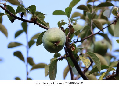 The fruit of the quince has come to fruition in summer - Shutterstock ID 2028965930
